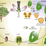 ciclo-de-vida-de-las-plantas