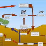 ciclo nitrogeno