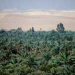 palm-trees-sahara-desert