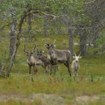 Reindeer+In+The+Woods+899042