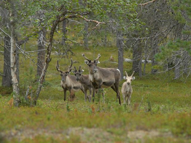 Reindeer+In+The+Woods+899042