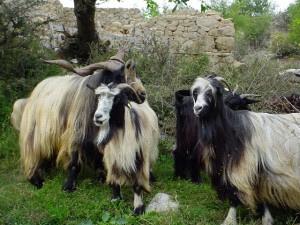 img_Project_2_goats_1
