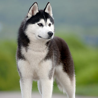siberian-husky-dog
